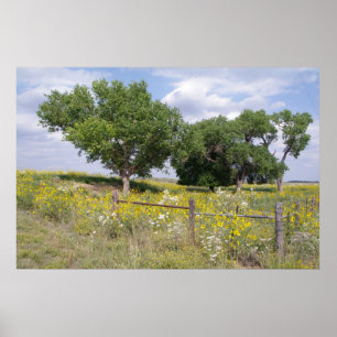 Pôster País de Oklahoma