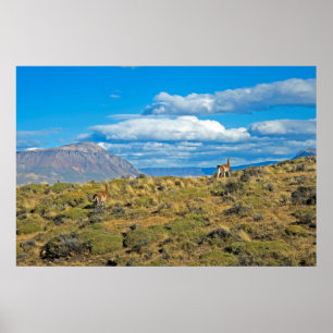 Poster País do Guanaco, Patagonia