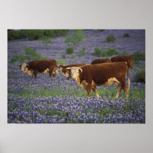 Poster País do monte dos EUA, Texas, Texas, Hereford