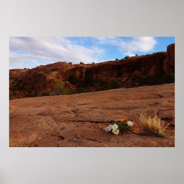 Poster Paisagem Arches Slickrock e Evening Primrose (Frente)