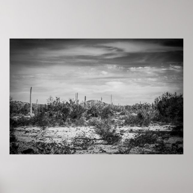 Poster Paisagem Cactus (Frente)