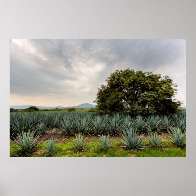 Pôster Paisagem com Agave Azul (Frente)