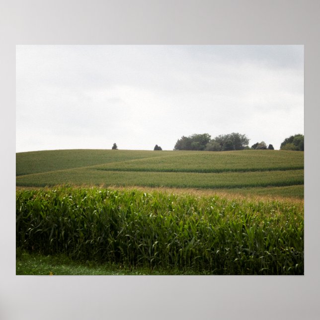 Poster Paisagem Cornfield na Cor do Colinas 16x20 (Frente)