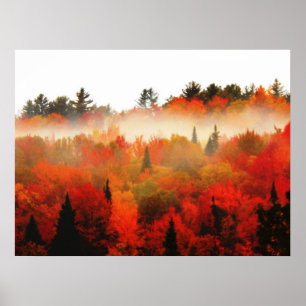 Pôster Paisagem da cena das árvores do Adirondacks do