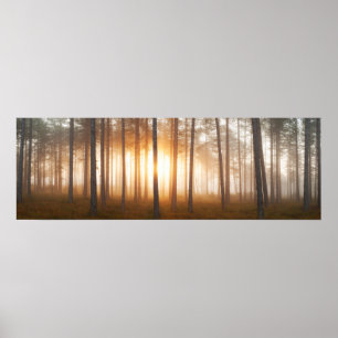 Poster Paisagem da floresta do pinho