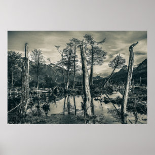 Poster Paisagem da Floresta Seca, Tierra del Fuego, Argen