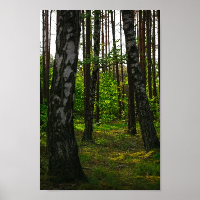 Poster Paisagem das Árvores de Aves da Floresta Natural n (Frente)
