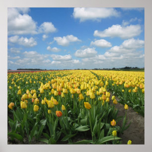 Poster Paisagem das Tulipas Amarelas