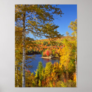 Poster Paisagem de árvore de outono, Maine
