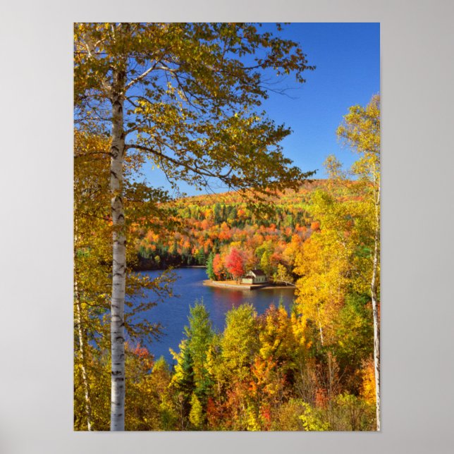 Poster Paisagem de árvore de outono, Maine (Frente)