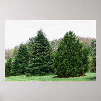Pôster Paisagem de Árvore Pine