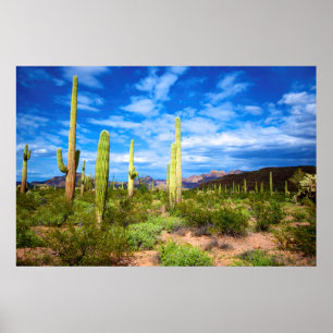 Pôster Paisagem de cacto do deserto, Arizona
