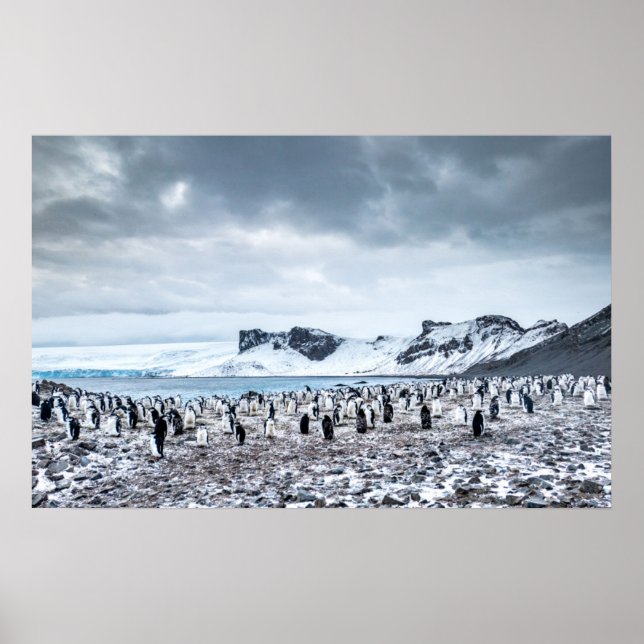 Poster Paisagem de Colônia de Pinguins Chinstrap (Frente)
