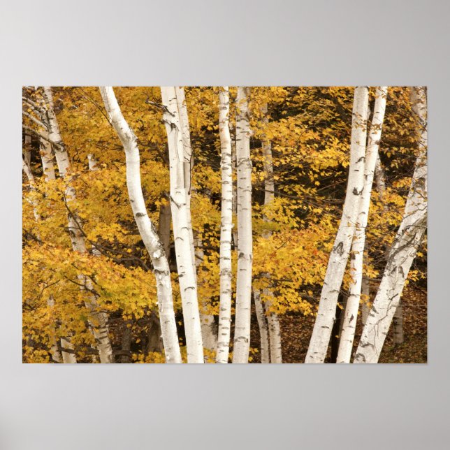 Poster paisagem de outono, Vermont, EUA (Frente)