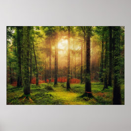 Poster Paisagem do Sol com Floresta de Verão