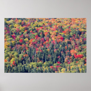 Poster Paisagem Florestal de Outono