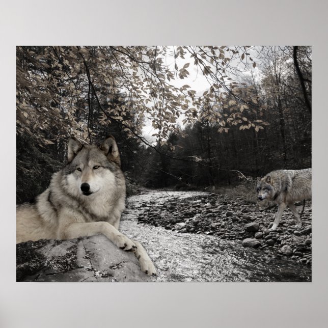 Poster Paisagem Florestal do Wolf Creek Brook (Frente)