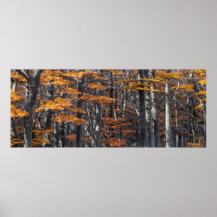 Poster Paisagem florestal panorâmica, ushuaia, argentina