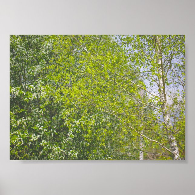 Poster Paisagem natural Cenário rural Árvores de Birch (Frente)