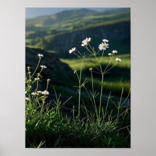 Poster Paisagem Natural da Margarida Branca Floral