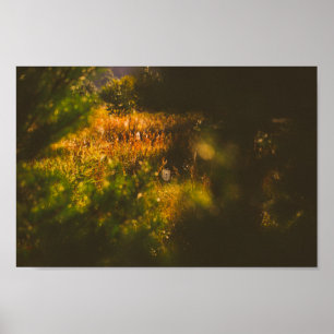 Poster Paisagem Natureza Paisagem Floresta Aranha-Aranha