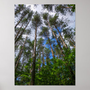 Poster Paisagem Natureza Procura Floresta Bielorrússia Po