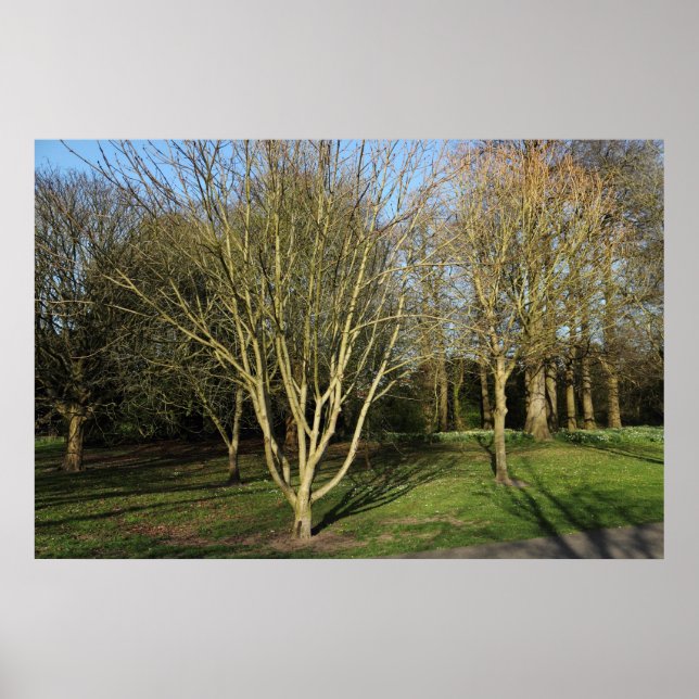 Poster Paisagem no Parque no Início da Primavera (Frente)