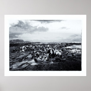 Poster Paisagens da Nova Zelândia - Baía de Curio
