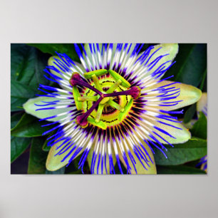 Poster Paixão Flor, Flor de Verão