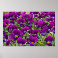 Paixão Roxo