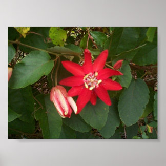 Pôster Paixão Vermelha