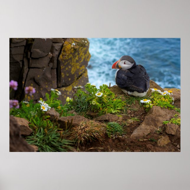 Poster Paixões do Atlântico em Latrabjarg Cliff (Frente)