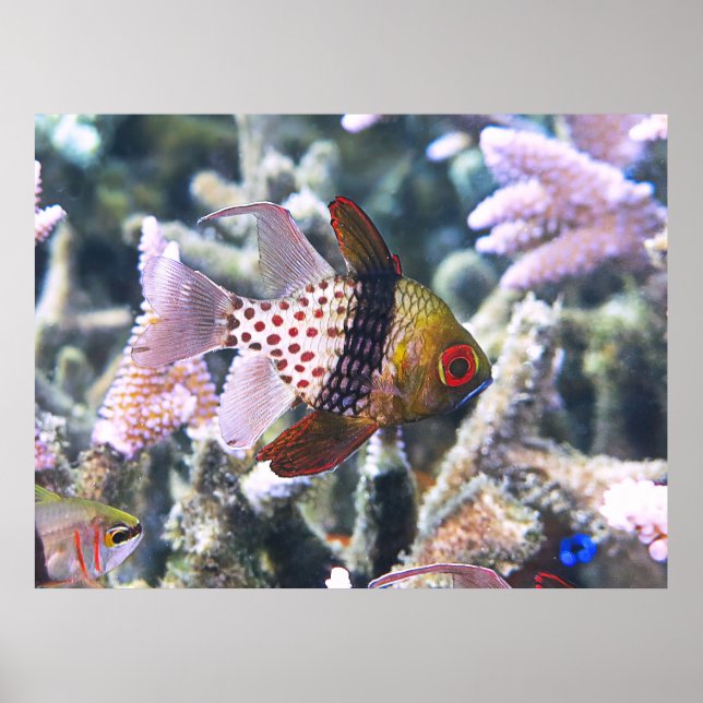 Poster Pajama Cardinalfish (Frente)