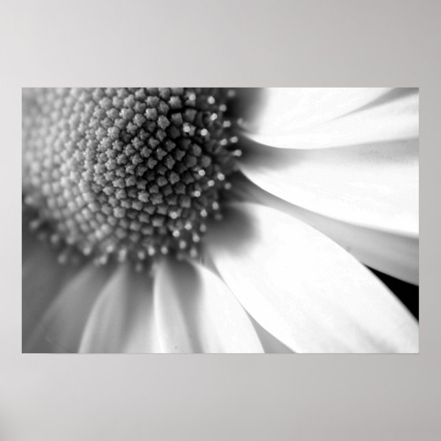 Pôster Palcos da vida (Frente)