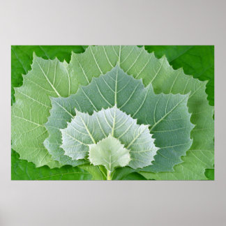 POSTER PALCOS DA VIDA