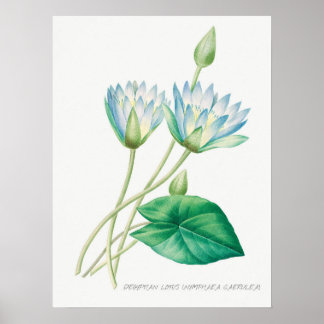 Poster Pale Blue Lotus Flower Botanical Illustration