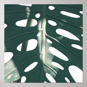 Poster Pale Green Pastel Swiss Cheese Plant