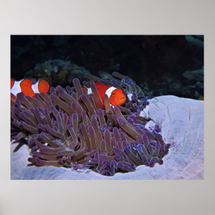 Poster Palhaços e Camarões