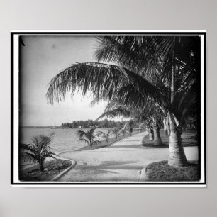 Pôster Palm Beach, Florida c1894 Vintage