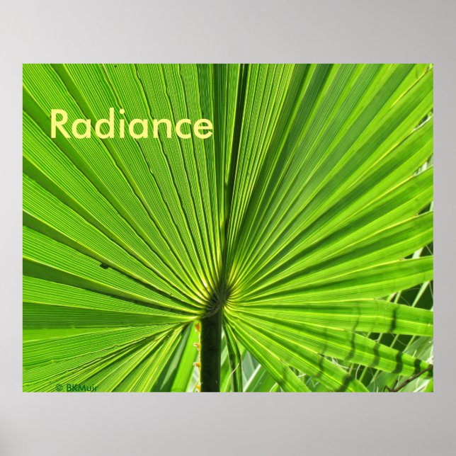 Poster - Palm Frond no Sol (Frente)