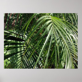 Pôster Palm Fronts Fine Art Nature Fotografia