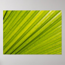Poster Palm Leaf