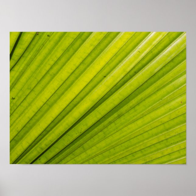 Poster Palm Leaf (Frente)