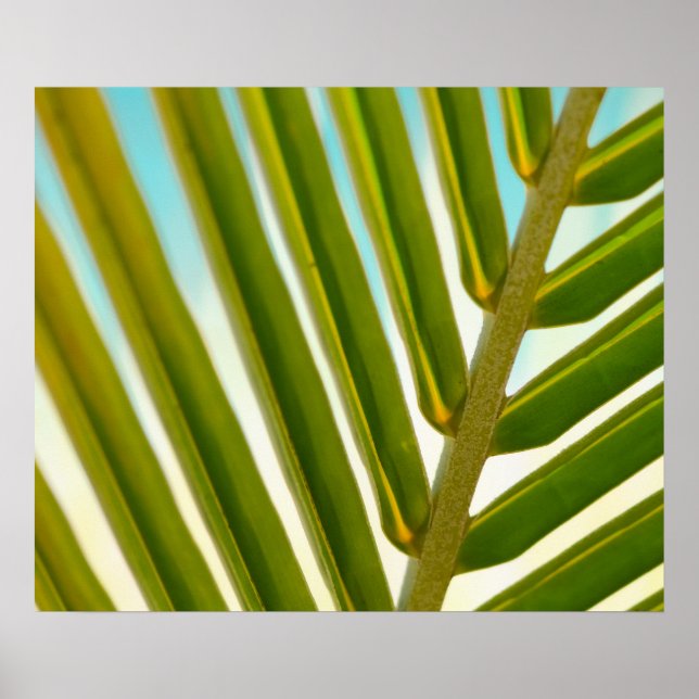 Poster Palm Leaf Photo (Frente)