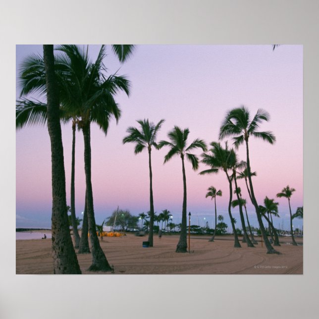 Pôster Palm Tree 2 (Frente)