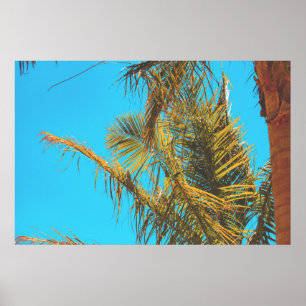 Poster Palm Tree Deixa Turquoise Sky