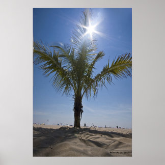 Poster Palm Tree, Foto Por Joe Dantone