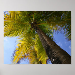 Poster Palma de Puerto Rico por RZB