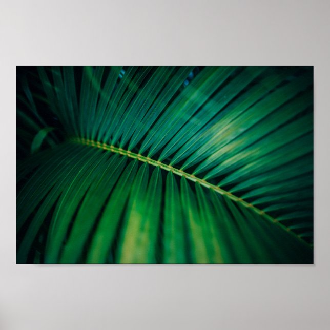Poster Palma Verde Frond Tropical Nature Foto (Frente)