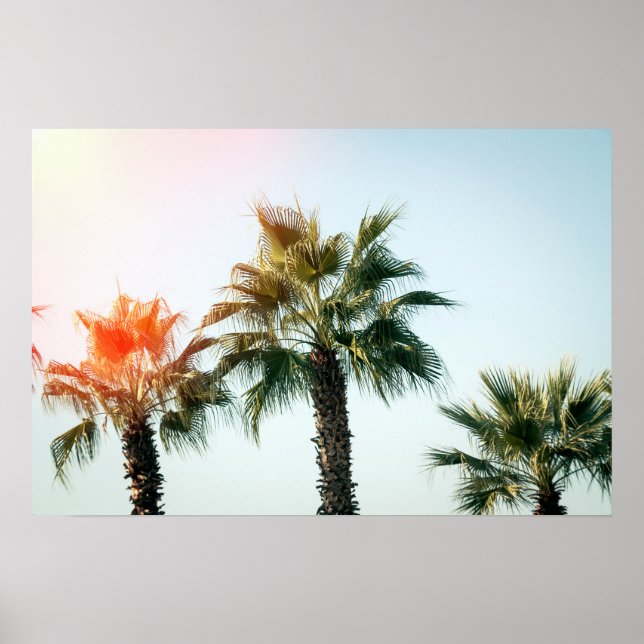 Poster Palmas em Batumi Georgia (Frente)